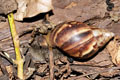 Lissachatina fulica